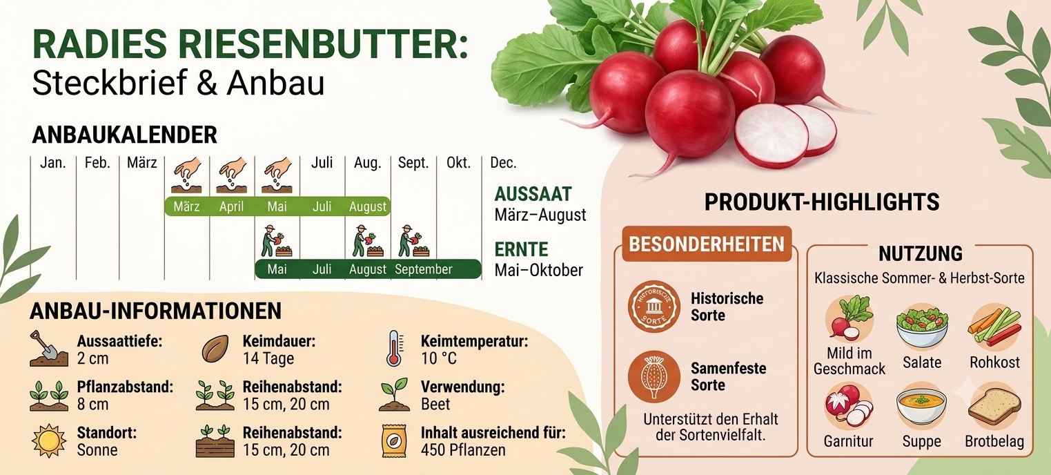 Radies Riesenbutter