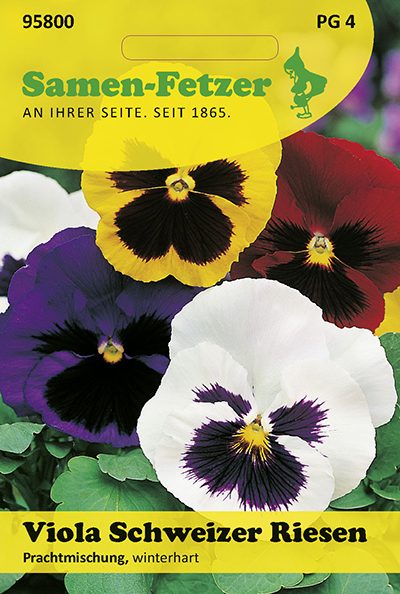Viola Schweizer Riesen Prachtmischung